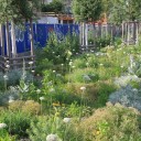 Biolog: niekoszone zieleńce w mieście łagodzą zmiany klimatu