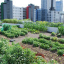 Rolnictwo miejskie: pakiet urban farming – farma miejska na dachu zielonym
