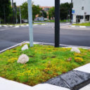 NBS, zielona infrastruktura: maty rozchodnikowe zamiast trawników