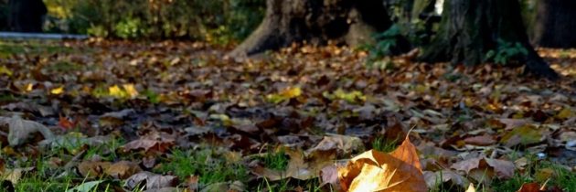 Zoolog: pozostawianie opadłych liści oznacza wiele korzyści przyrodniczych
