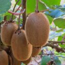 Uprawa kiwi w doniczce