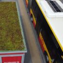 Warszawa rozchodniki na dachach wiat przystankowych