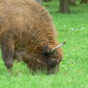 Konferencja Zazielenianie współczesnych miast – opis wyjazdu studyjnego 21.05.2026