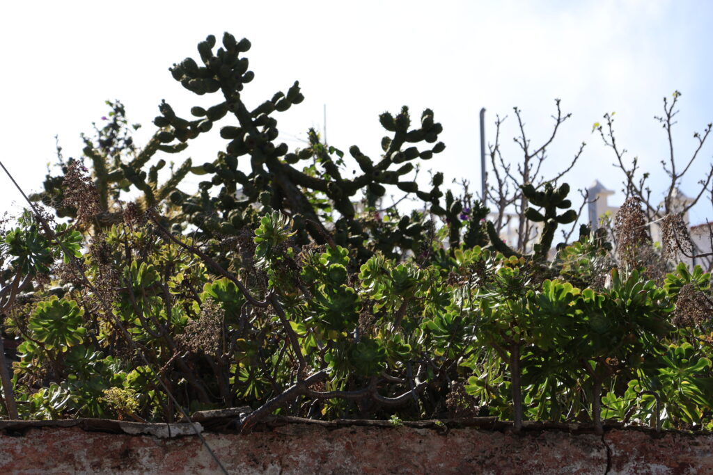 Teneryfa