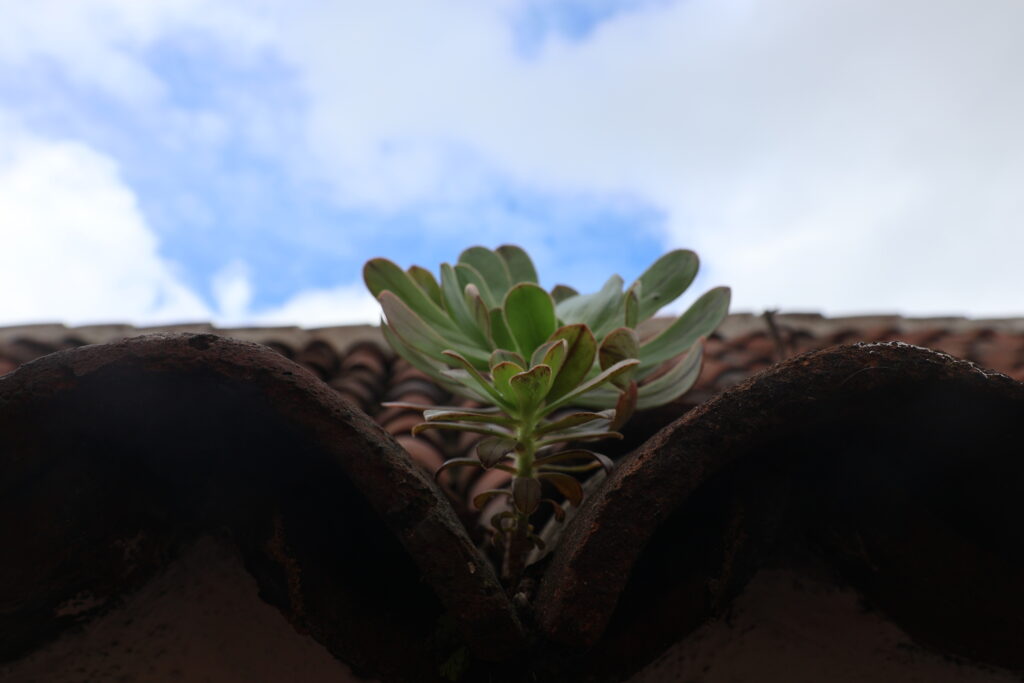 Teneryfa