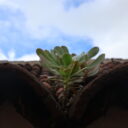 A roof that has gone green all by itself. On the unplanned vegetation of northern Tenerife
