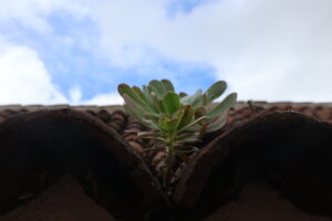 Teneryfa
