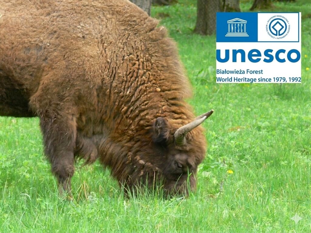 Puszcza Białowieska