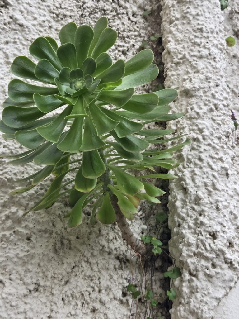 Tenerife