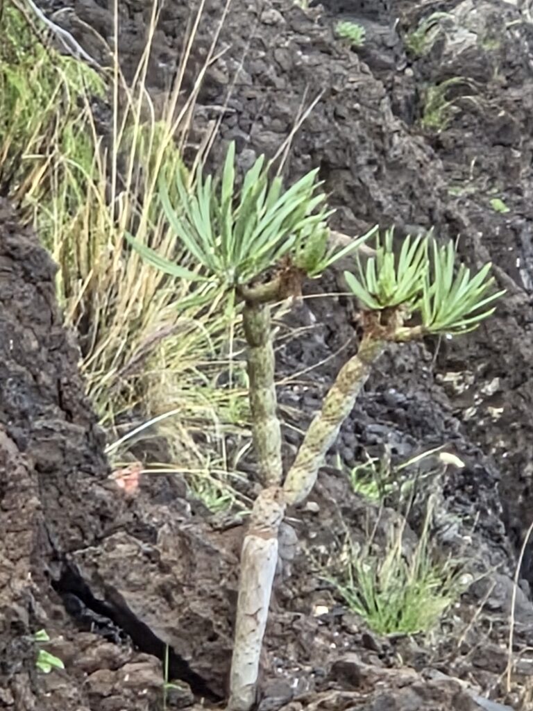 Teneryfa