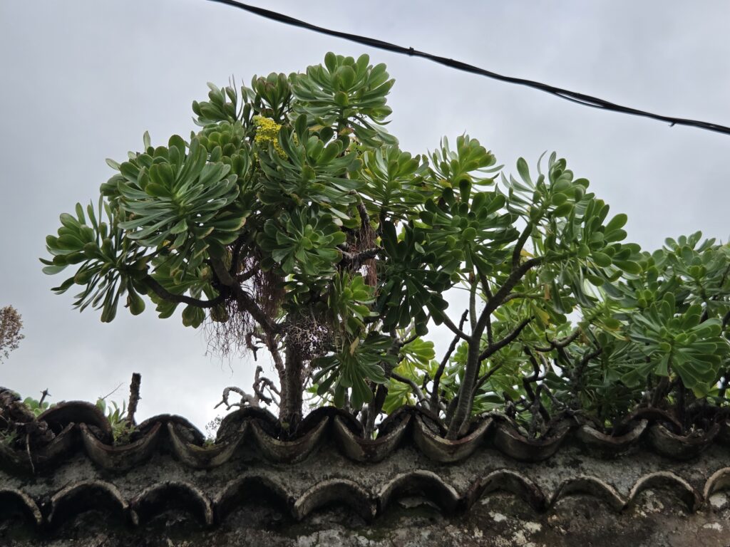 Teneryfa